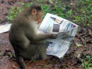 monkey with wso wrap up.jpg